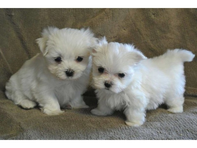 Kc Registered Maltese Puppies FOR SALE