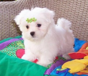 Adorable Maltese puppies now available. 