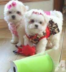 Maltese puppies