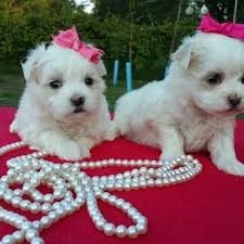 Maltese puppies