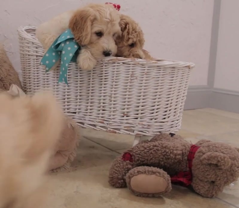 Gorgeous goldendoodle puppy for rehoming