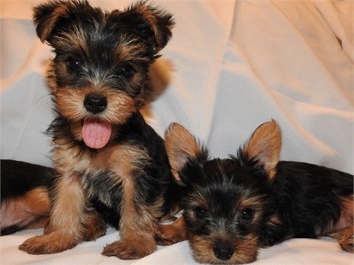 Cute Male and Female Yorkie Puppies for adoption..