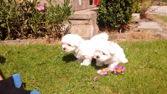 stunning-maltese-bit