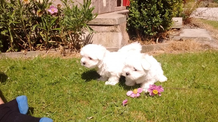 Male And Female Maltese Puppies text at 4697239445